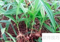 中药材种植如何高效销售