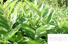 科学种植中药材指南