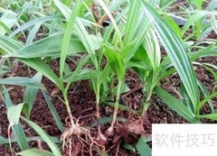 科学种植中药材指南