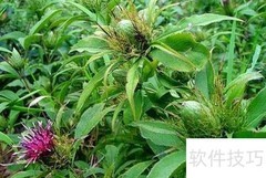 科学种植中药材指南