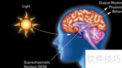 生物钟是什么？一文读懂