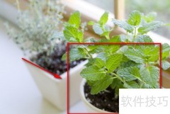 植物移植全攻略