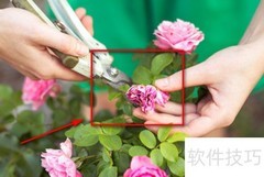 植物移植全攻略