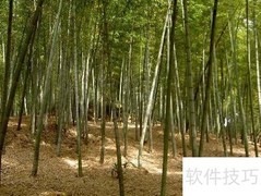 竹子移植全攻略