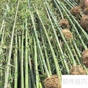 竹子移植全攻略