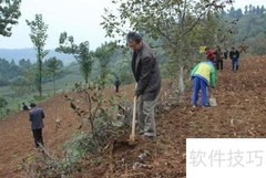核桃树移植方法