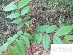 核桃树移植方法