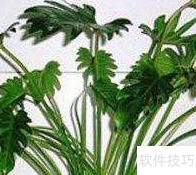 小天使水培全攻略