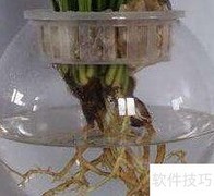 小天使水培全攻略