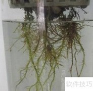 小天使水培全攻略