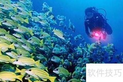 马尔代夫潜水全攻略