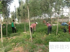 基层林业站职能解析