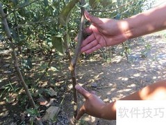 矮化苹果树苗选购指南