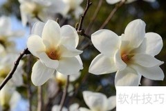 白玉兰树苗栽培技巧