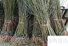 车厘子树苗栽培方法