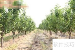 车厘子树苗栽培方法