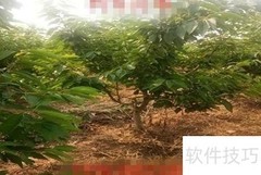 车厘子树苗栽培方法