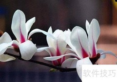 白玉兰树苗栽培技巧