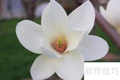 白玉兰树苗栽培技巧