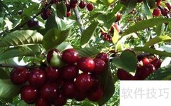 车厘子树苗栽培技巧