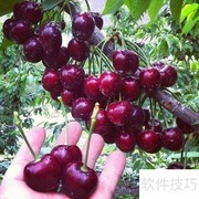 车厘子树苗栽培技巧