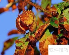 栗子树苗栽培方法