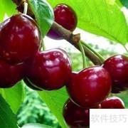 车厘子树苗栽培技巧