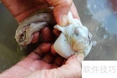 八爪鱼清洗方法详解