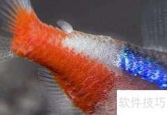 霓虹灯鱼病治疗全攻略