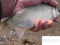 霓虹灯鱼病治疗全攻略