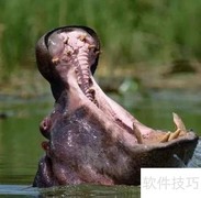 临泉魔幻动物园游玩指南