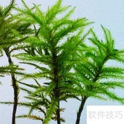 万年藓养护全攻略