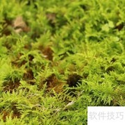 万年藓养护全攻略