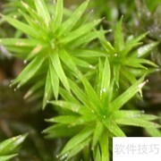 万年藓养护全攻略