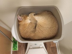 古代战争：萌新过图攻略