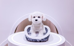 具身智能元年启幕：AWE2026看科沃斯的战略跃迁