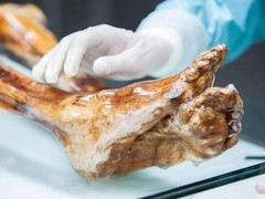 阿尔卑斯冰人奥茨体内发现5300年仍存活并增殖的古酵母与肠道菌群