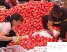 西红柿装箱技巧