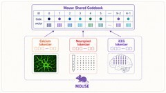 智源与清华大学合作成果登上Science，揭示“记忆-睡眠”双向调控新机制