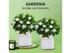 京东栀子花小盆栽促销，到手仅19.9元