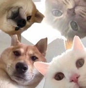 妙奇星球：保姆级养成攻略