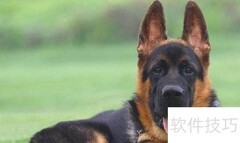 狗肉的营养价值解析
