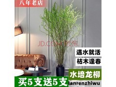 雅卉1.5米龙柳干枝10枝，到手仅12.01元