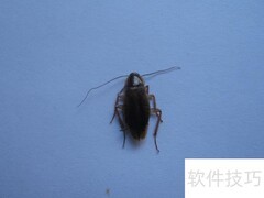 烟台宾馆灭蟑螂防治妙招
