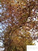 恋人关系进阶五阶段