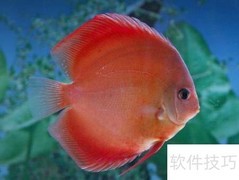 七彩鱼开口技巧揭秘