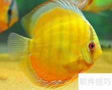 七彩鱼开口技巧揭秘