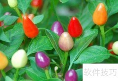 七彩椒的营养价值与功效
