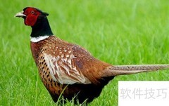 七彩山鸡高效养殖技巧