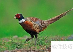 七彩山鸡高效养殖技巧